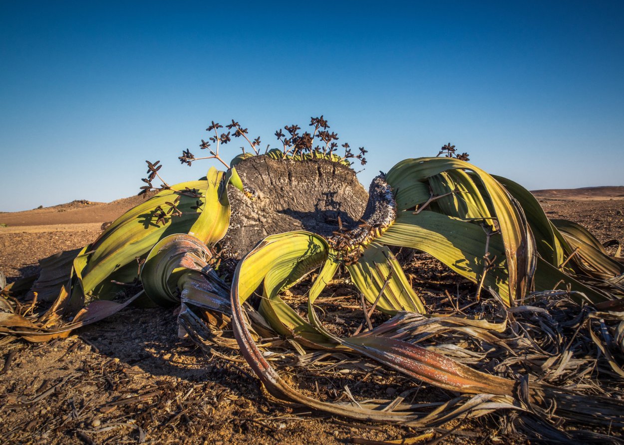 Пустыня Намиб вельвичия