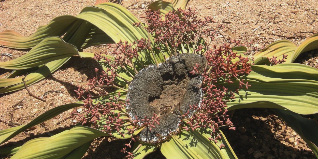 Суккулент вельвичия Намибия