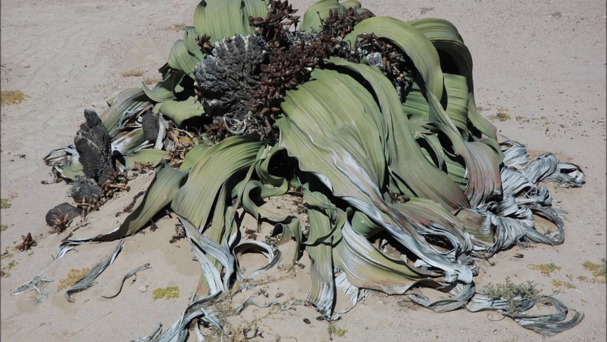 Вельвичия удивительная (Welwitschia Mirabilis)