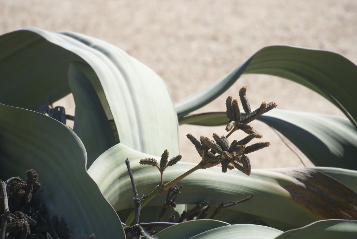 Вельвичия плод