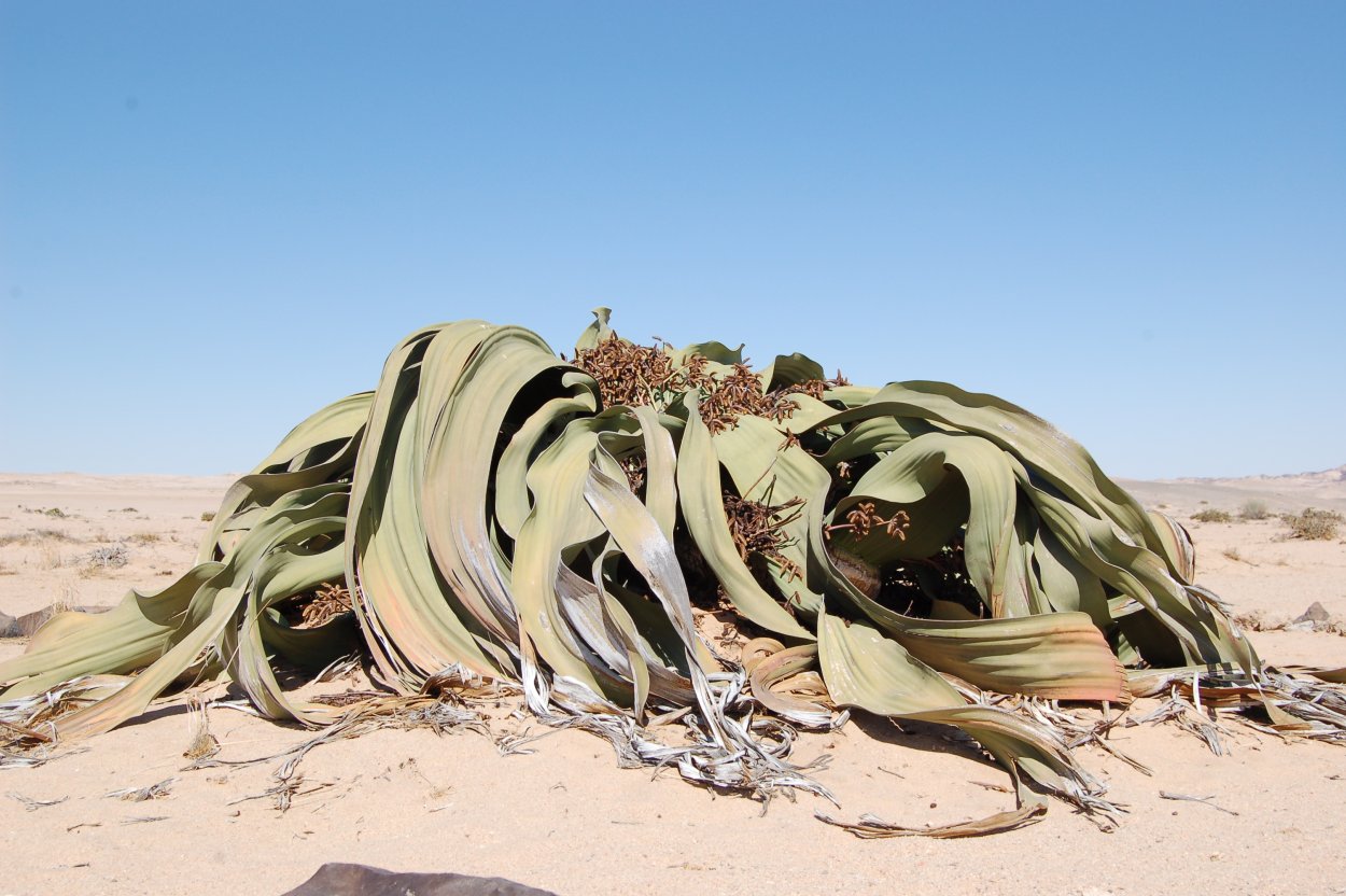 Вельвичия удивительная (Welwitschia Mirabilis)