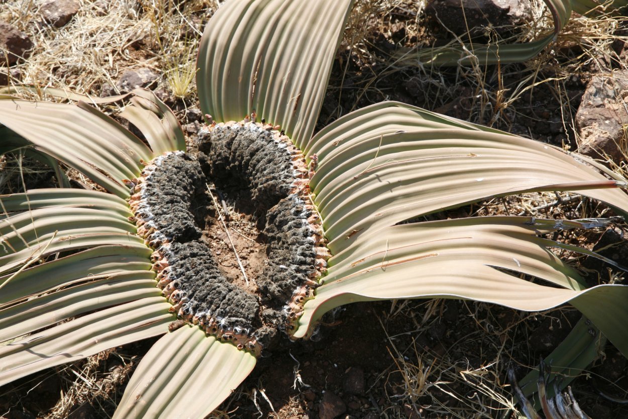 Гнетовые вельвичия