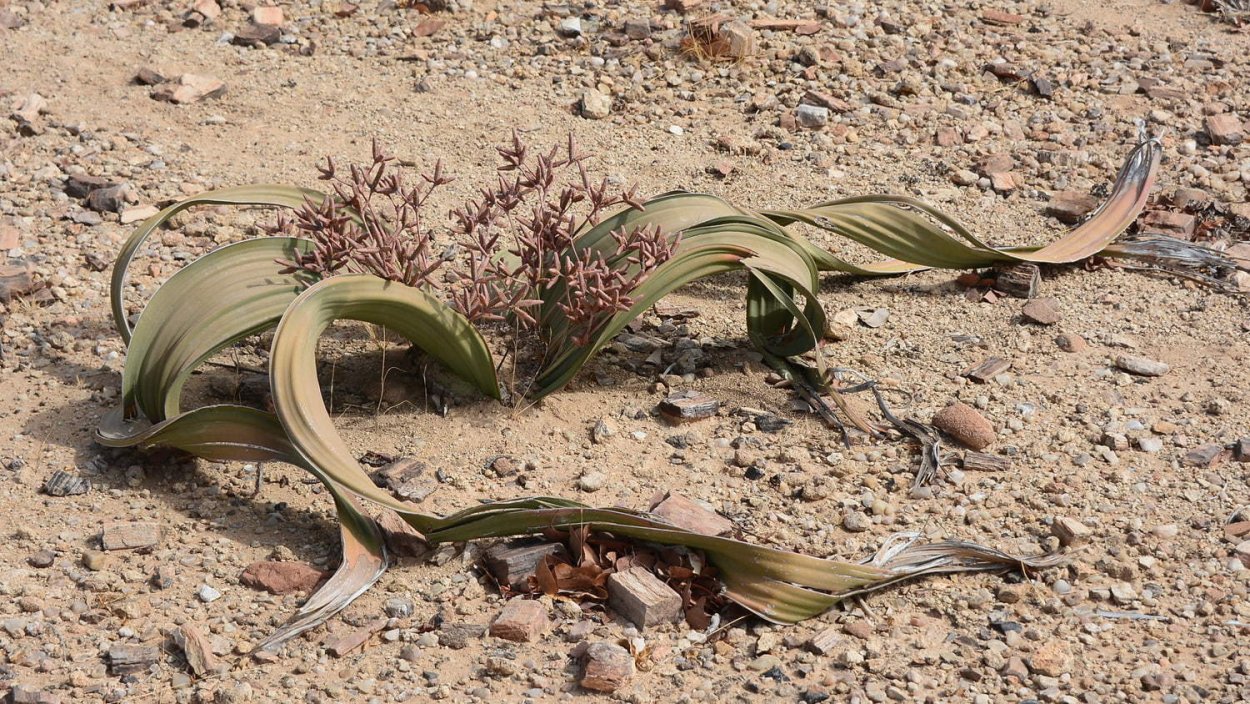 Вельвичия удивительная плоды