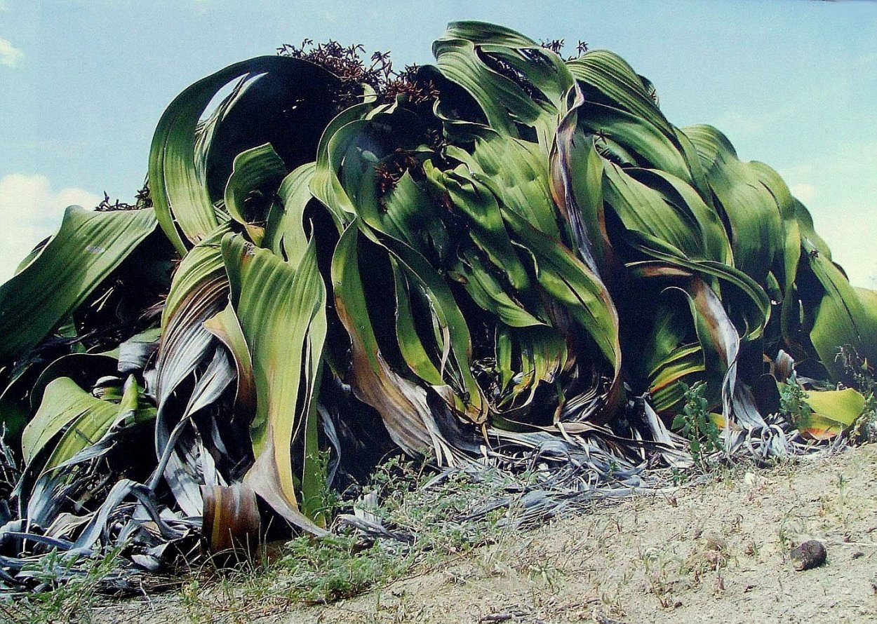 Вельвичия великолепная