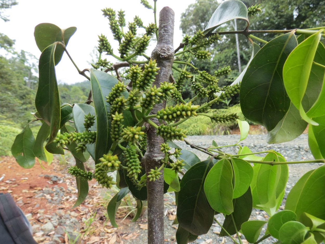 Вельвичия удивительная строение