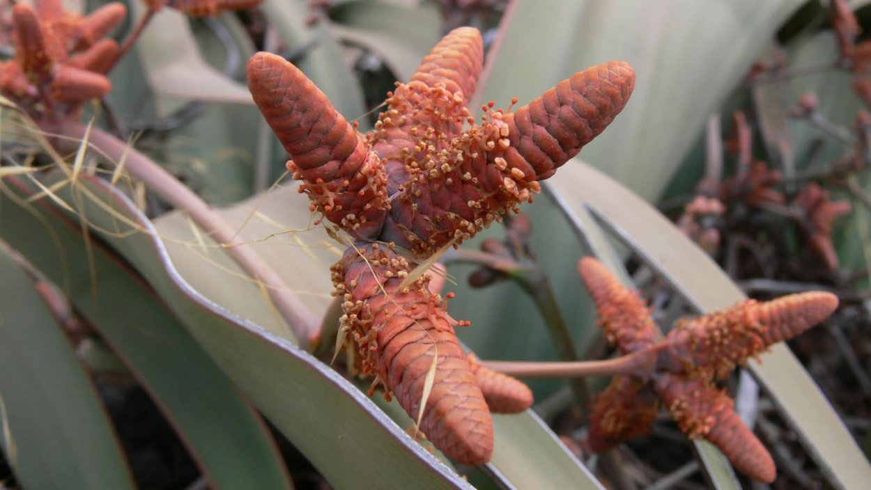 Вельвичия удивительная семена