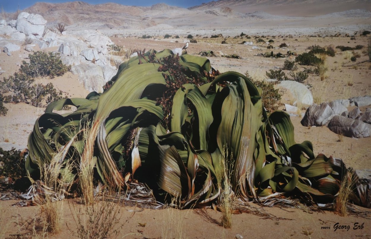 Вельвичия в пустыне Калахари