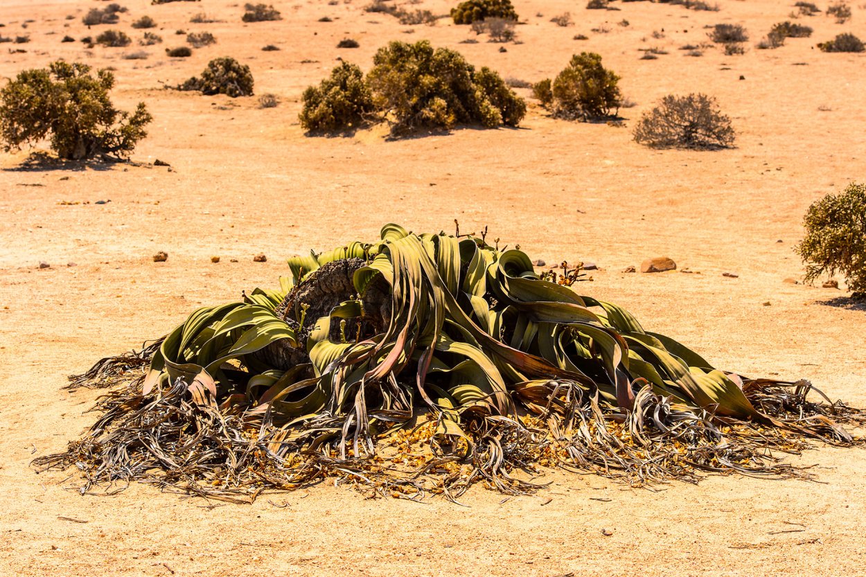 Вельвичия великолепная