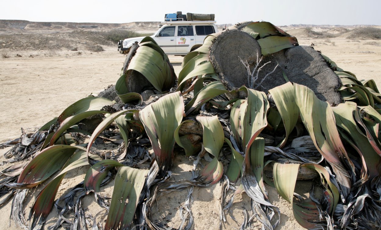 Отделы голосеменных растений Гнетовые