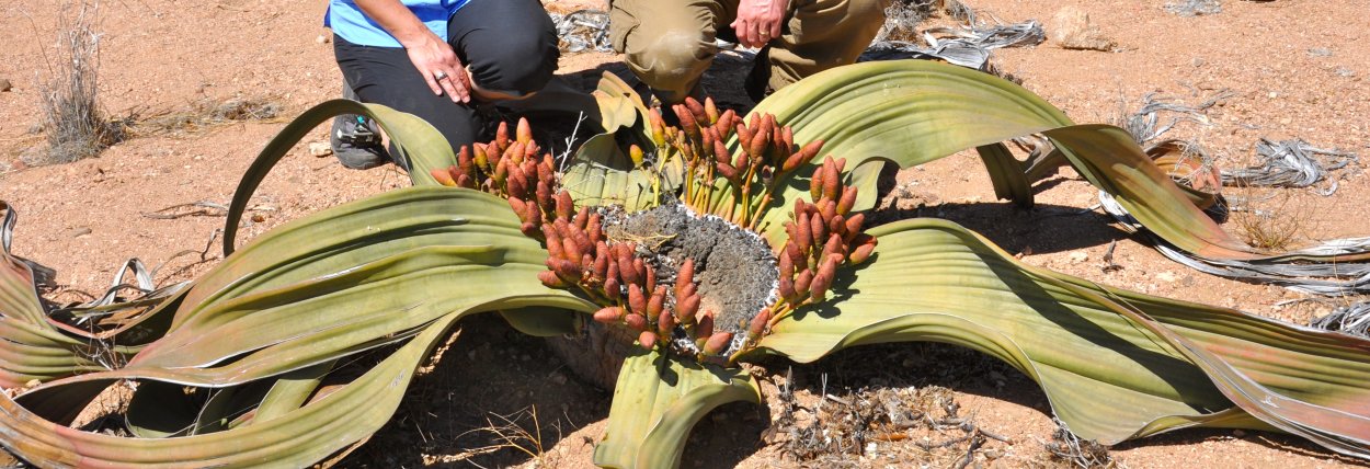 Вельвичия удивительная плоды