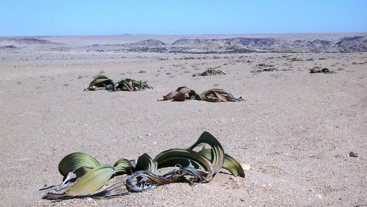 Реликтовые растения вельвичия