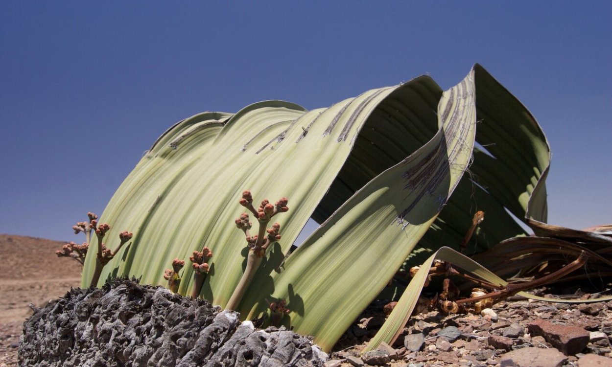 Намиб вельвичия