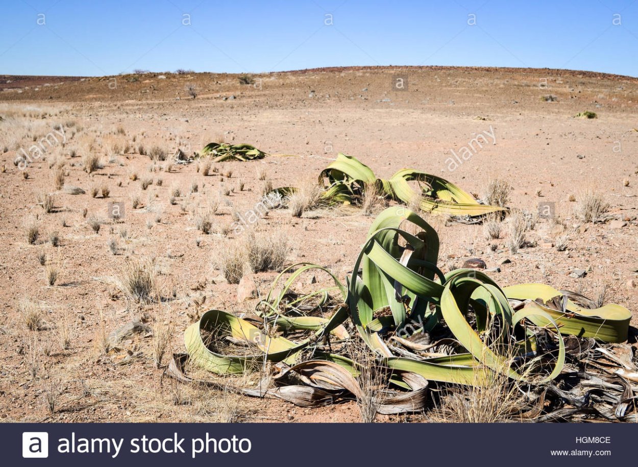 Намиб вельвичия