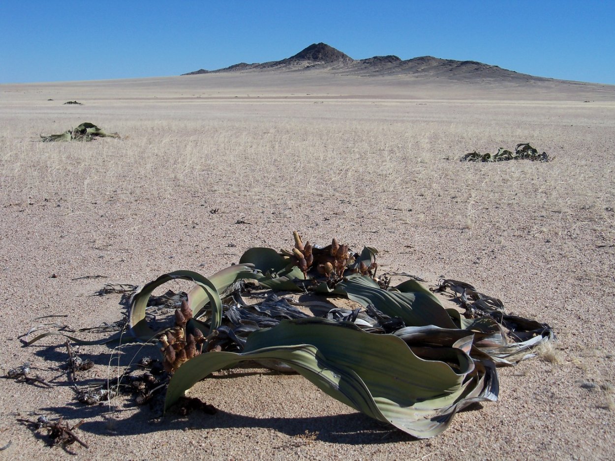 Вельвичия удивительная Гнетовые