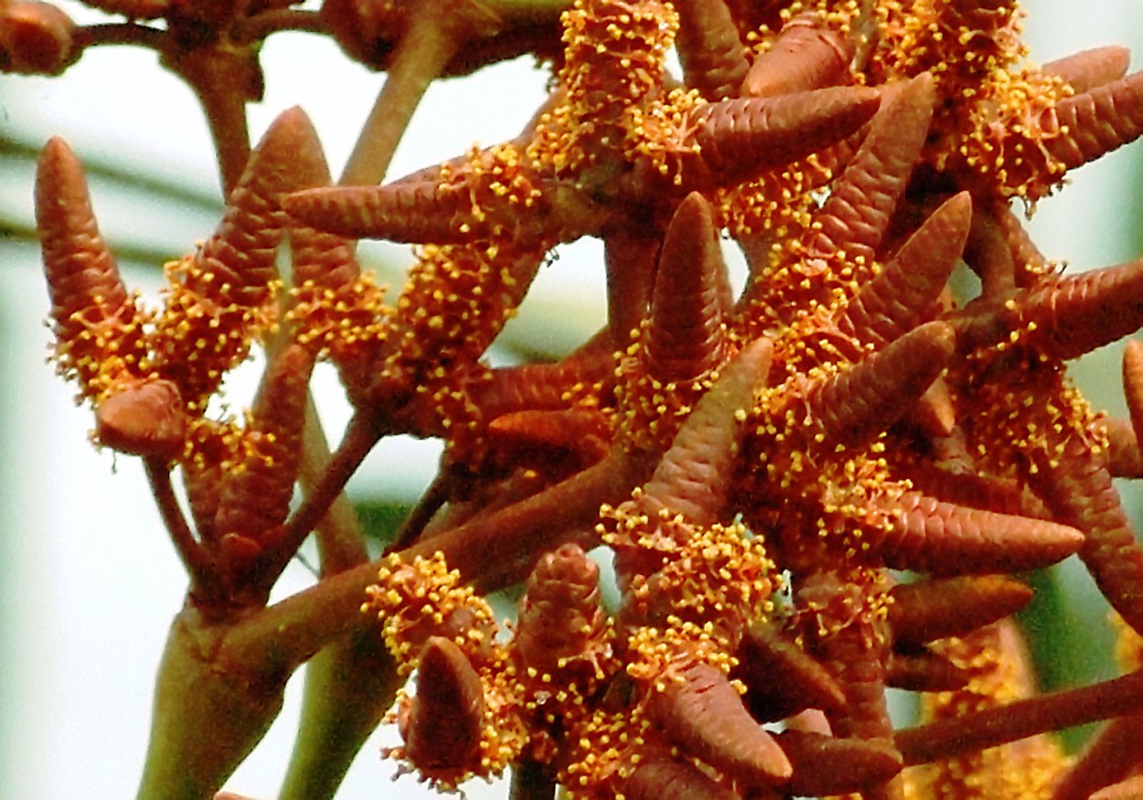 Двулистная вельвичия удивительная