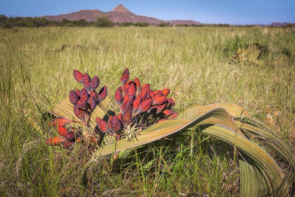 Вельвичия удивительная Гнетовые