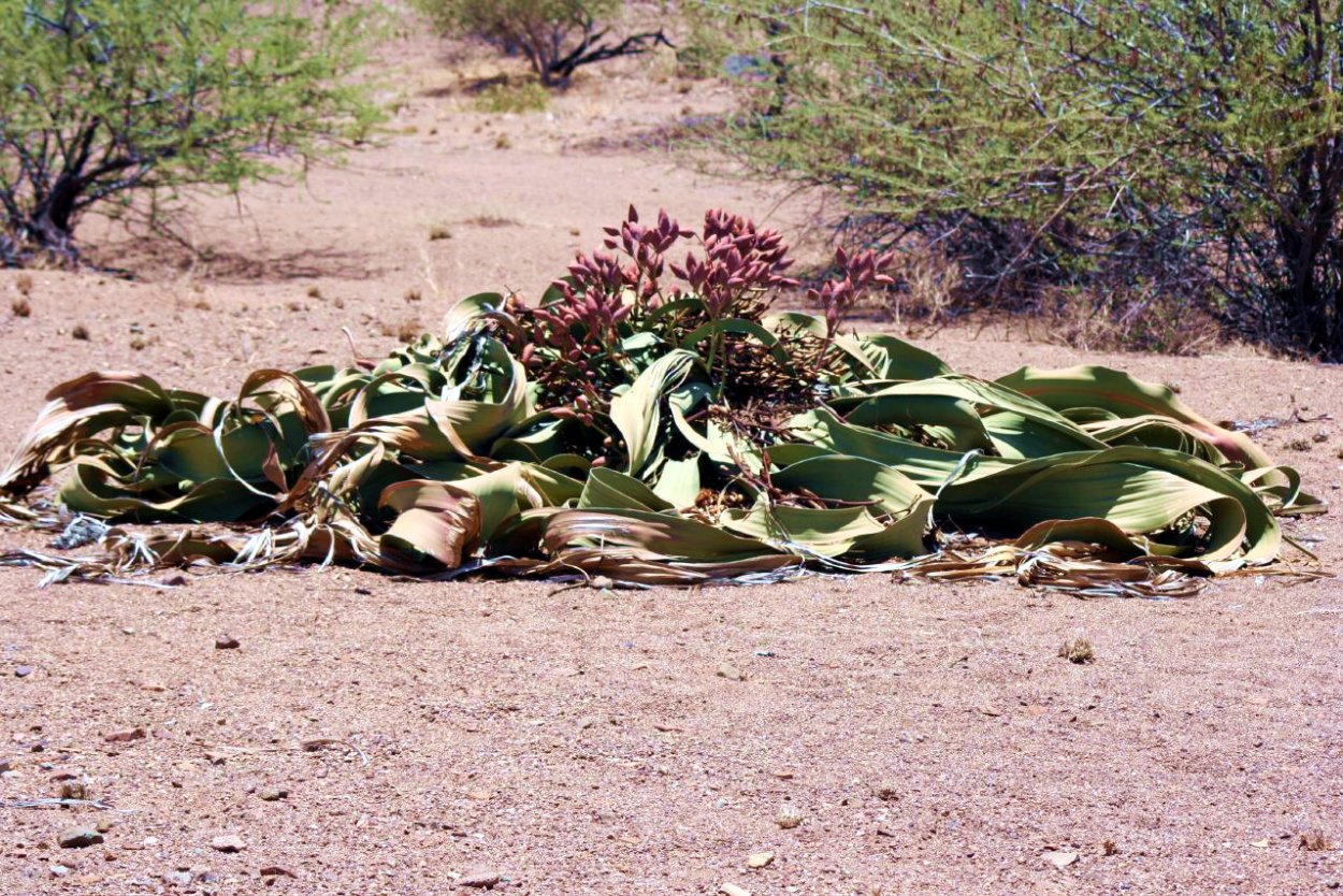 Гнетовые вельвичия