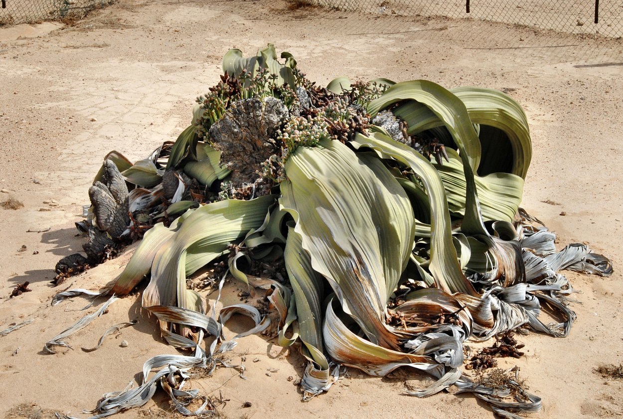 Вельвичия дерево карлик