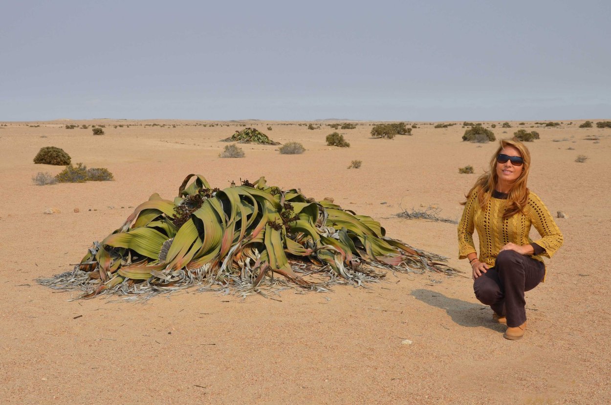 Голосеменные вельвичия удивительная