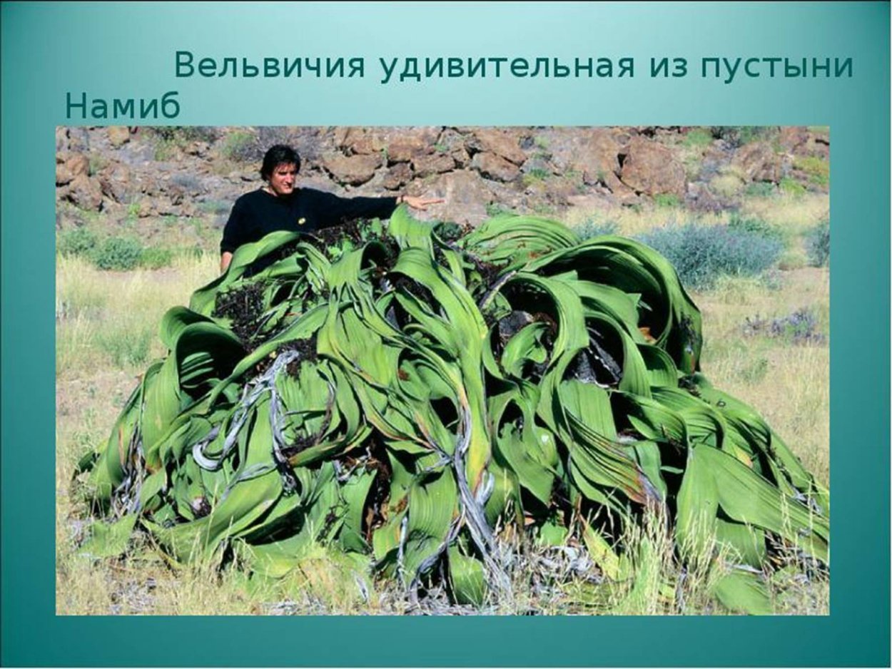 Вельвичия- растение пустыни Намиб