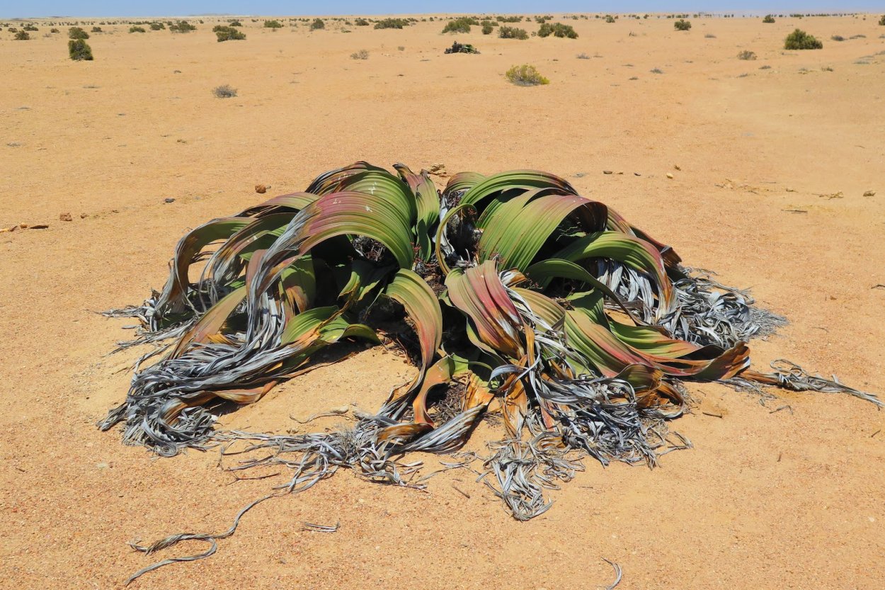 Вельвичия дерево