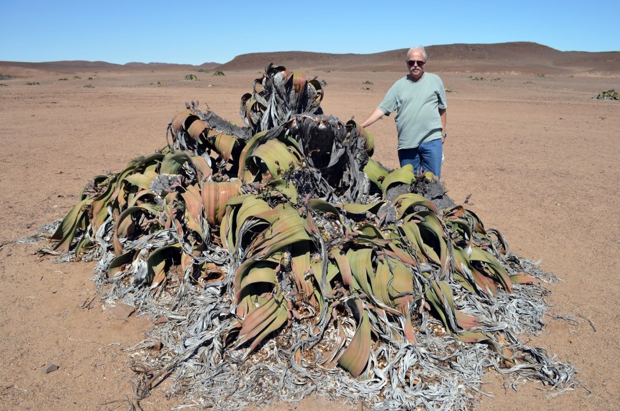 Вельвичия удивительная Гнетовые
