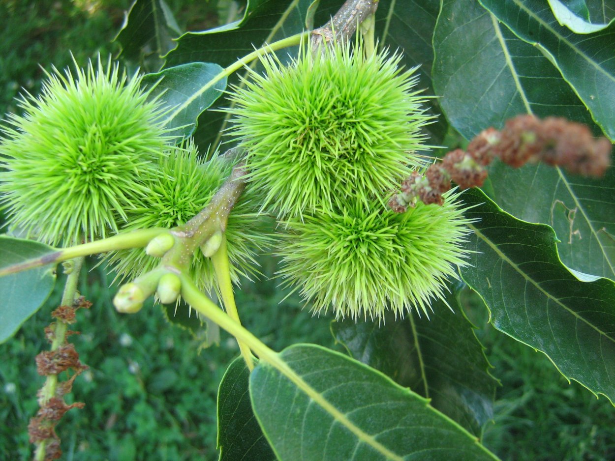 Конский каштан китайский