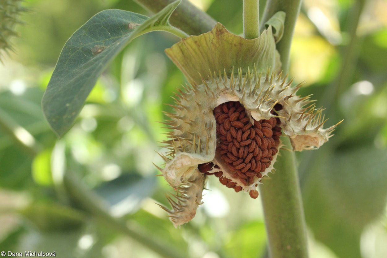 Каштан несъедобный