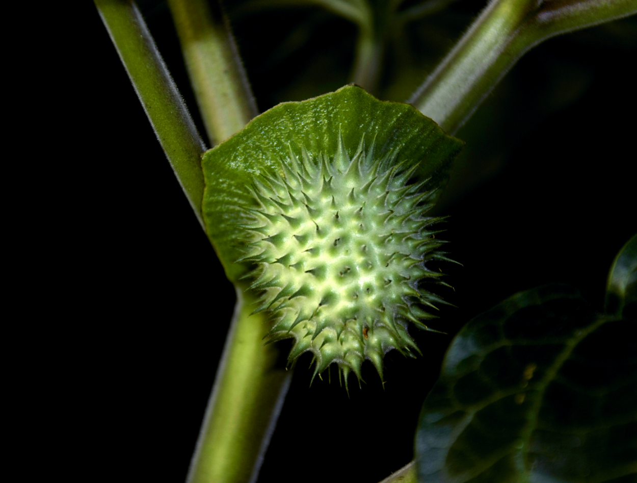 Плод коробочка дурман