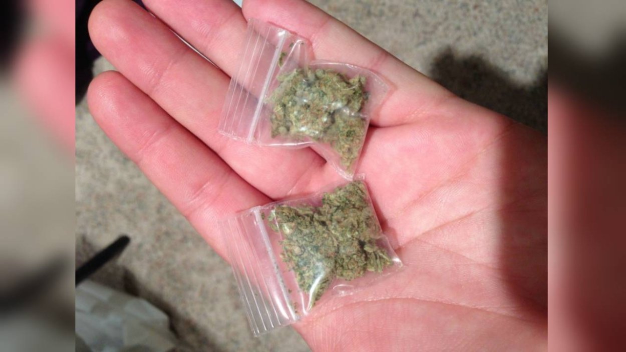 Калир-Канда растение