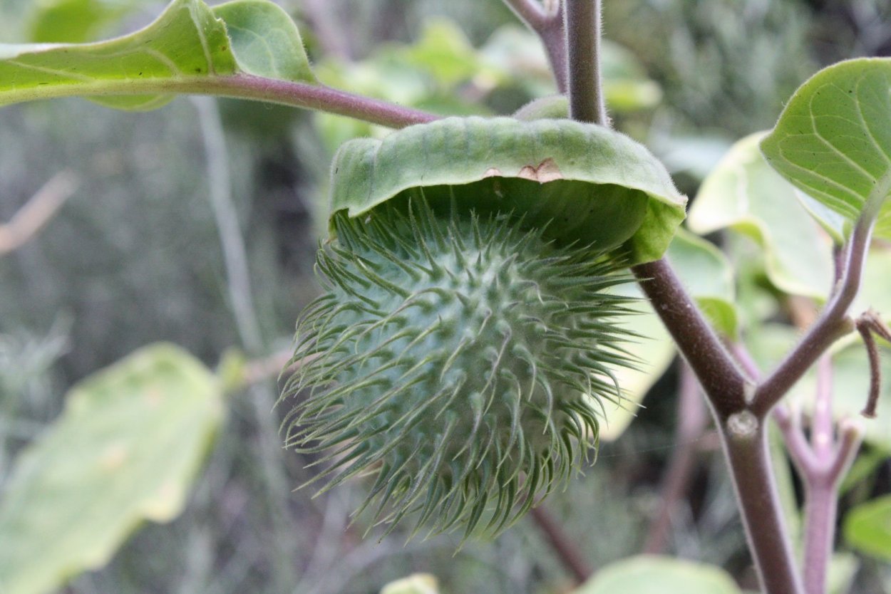 Дурман колючка