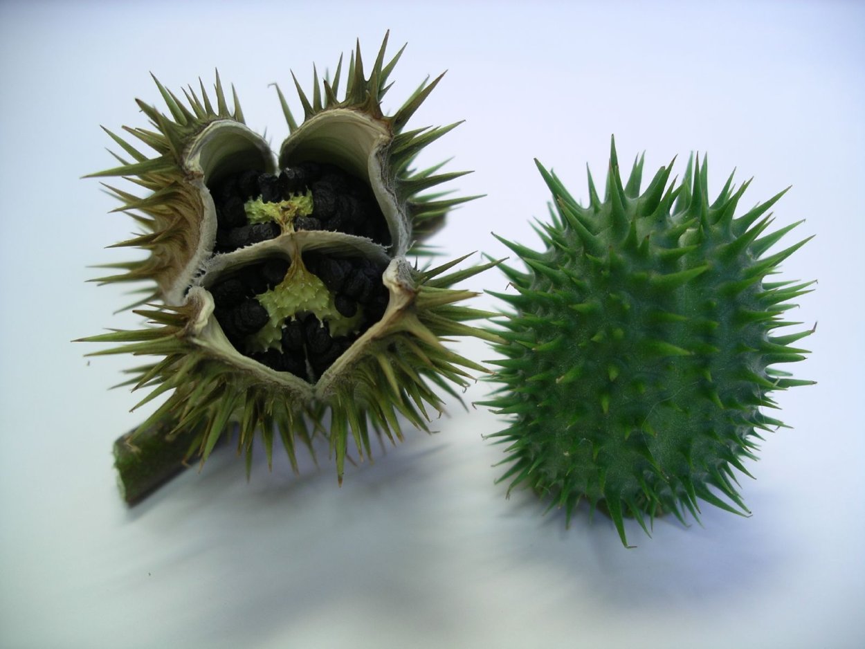 Растение с зелеными цветами