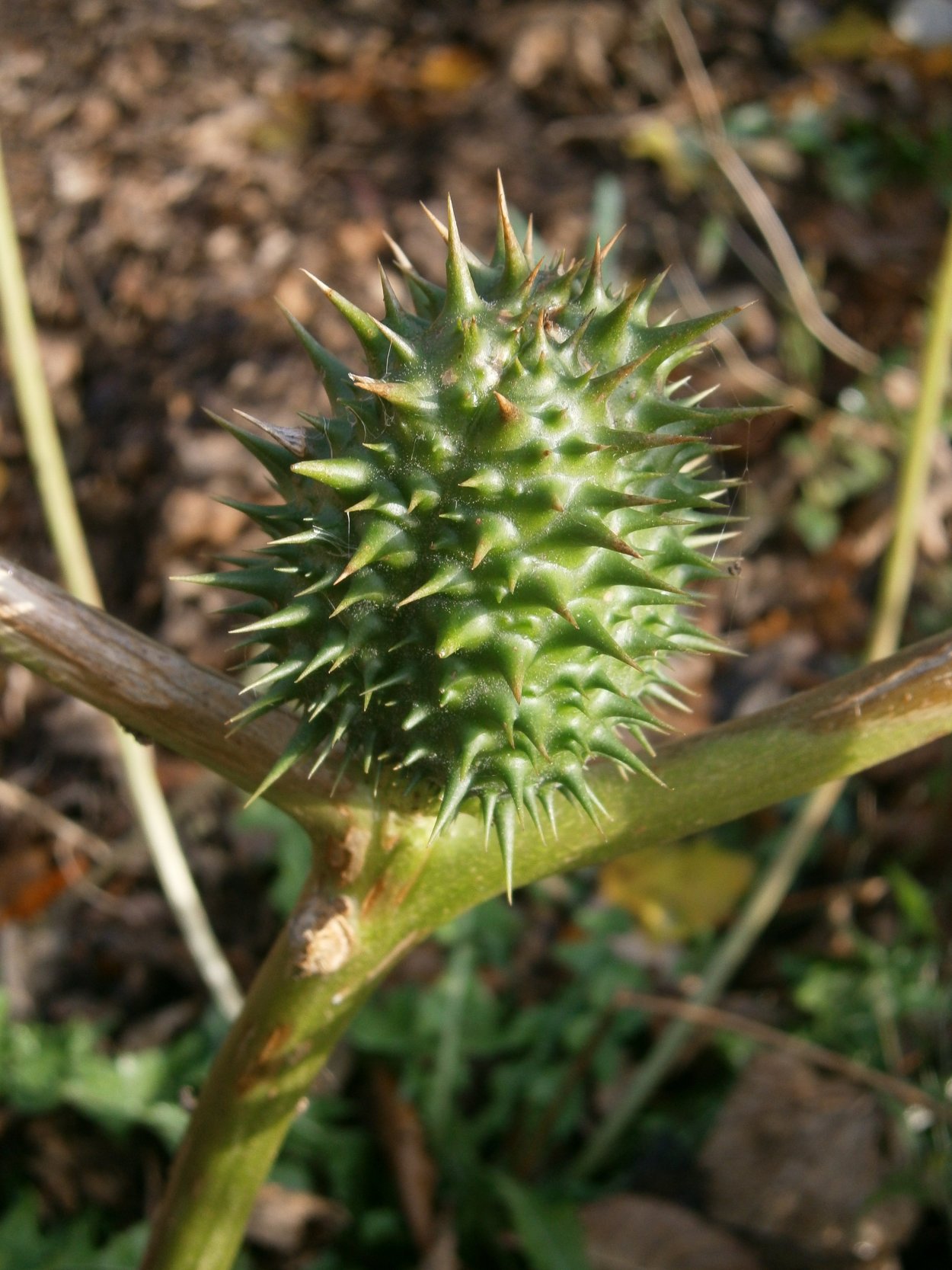 Дурман шишки фото