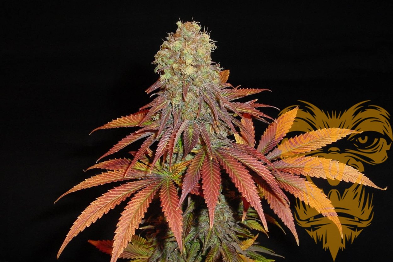 Эхиноцистис лопастный бешеный огурец