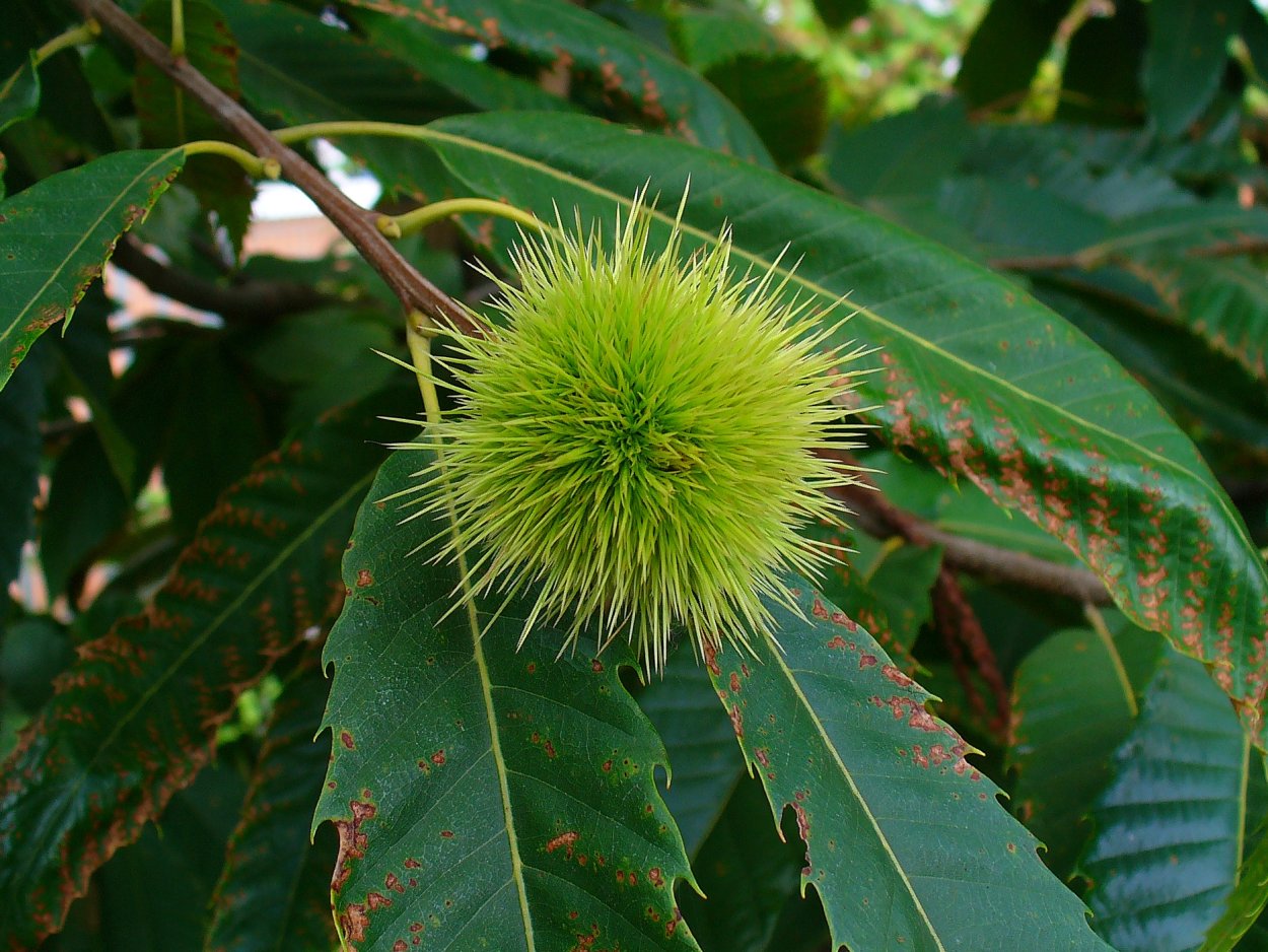 Дурман обыкновенный цветок