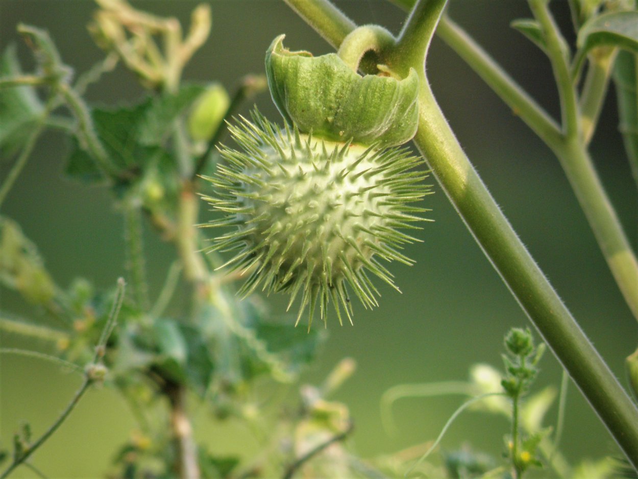 Венерина мухоловка в джунглях