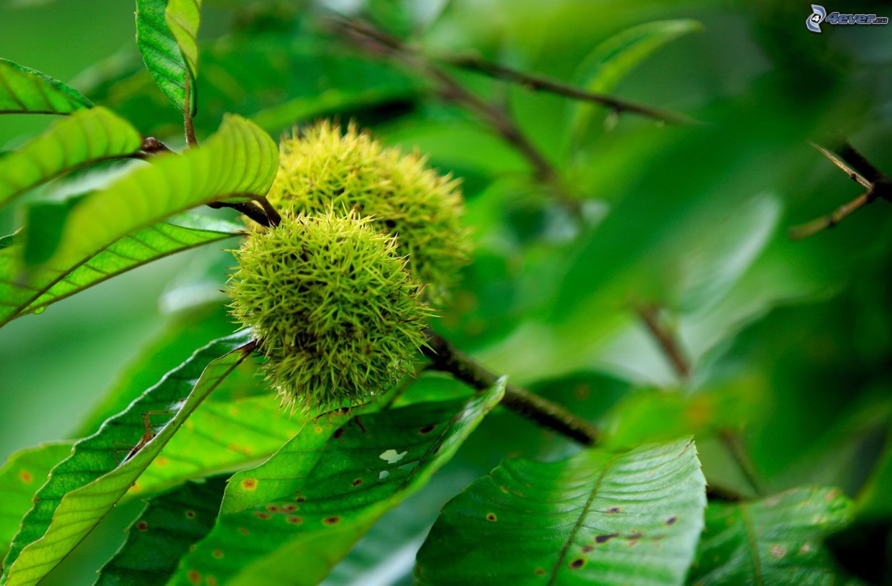 Белена черная ядовитое растение