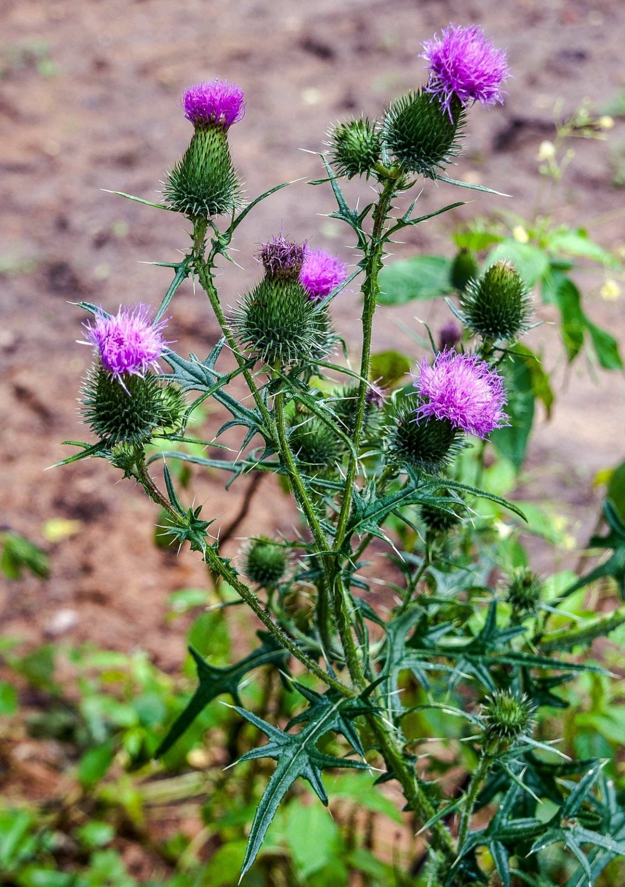 Непентес симбиоз