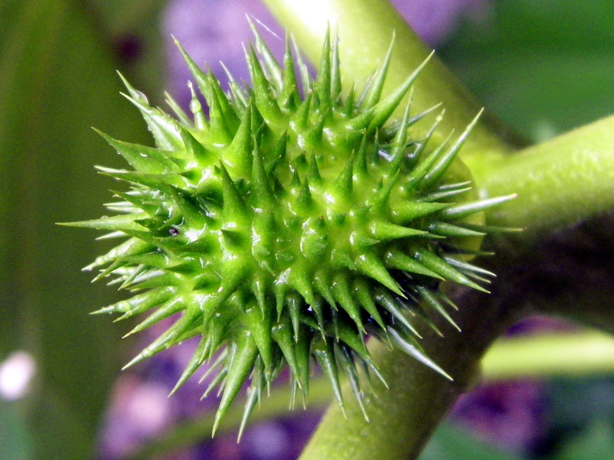 Сорняк чертополох Carduus