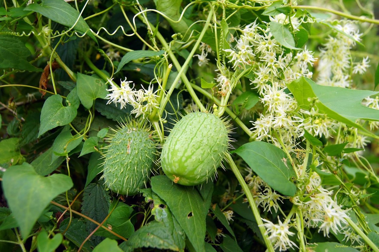 Эстетика бледно зеленого