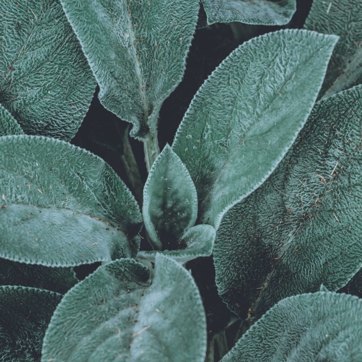 Эхеверия Дорис Тейлор