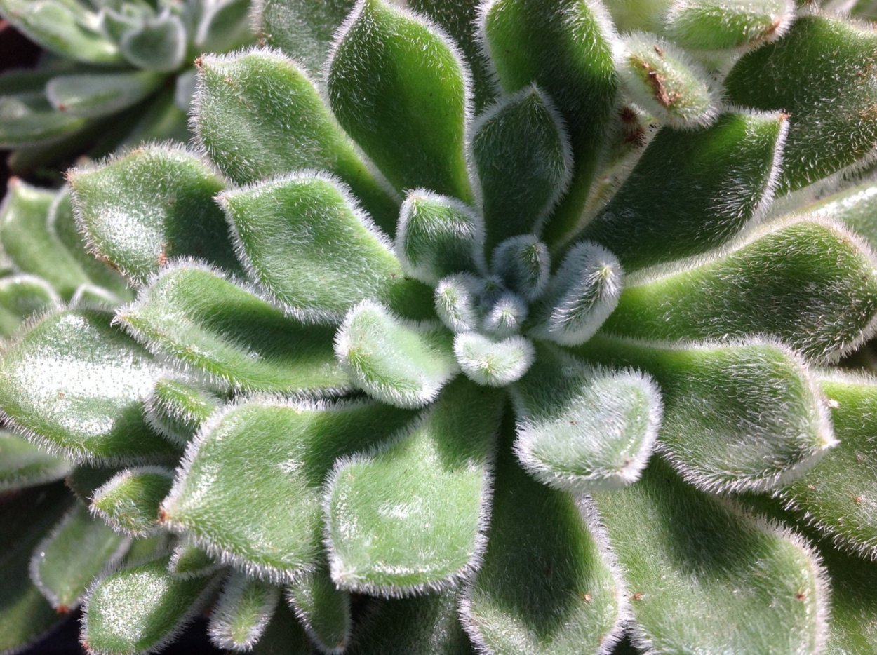 Стахис шерстистый чистец Византийский