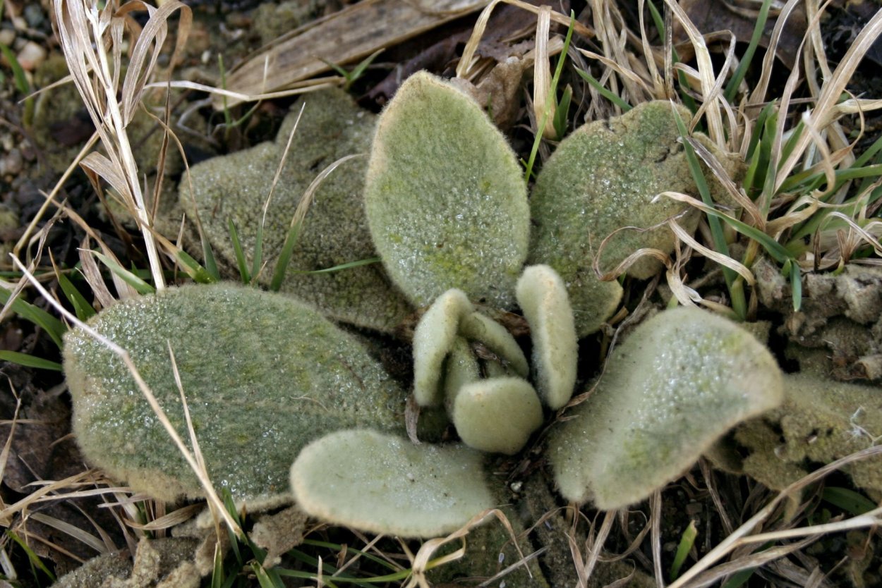 Эхеверия Фрости