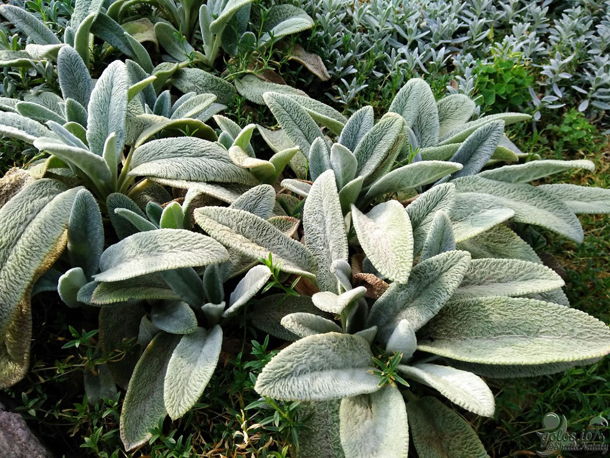 Чистец шерстистый заячьи ушки