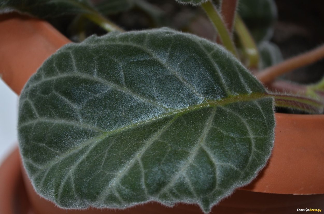 Стахис шерстистый Силвер