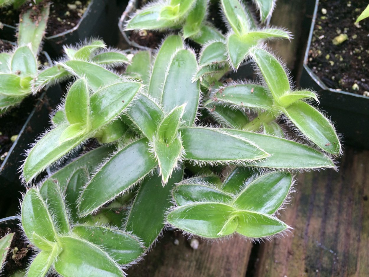 Крупные серебристые листья