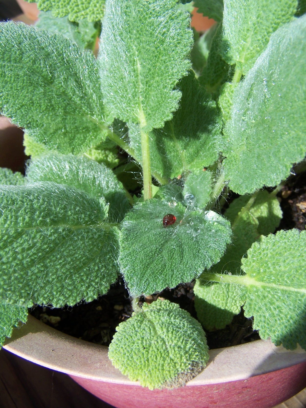 Гнафалиум шерстистый