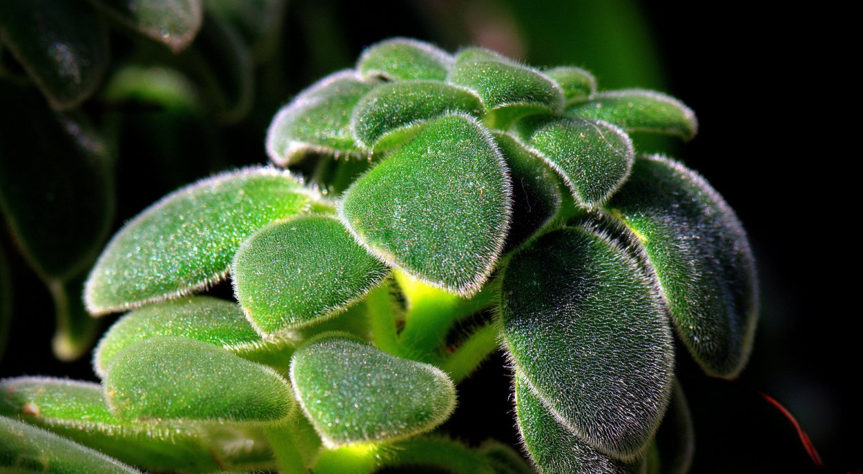 Чистец лавандолистный