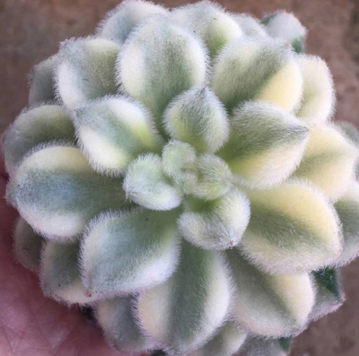 Шалфей серебристый Артемис