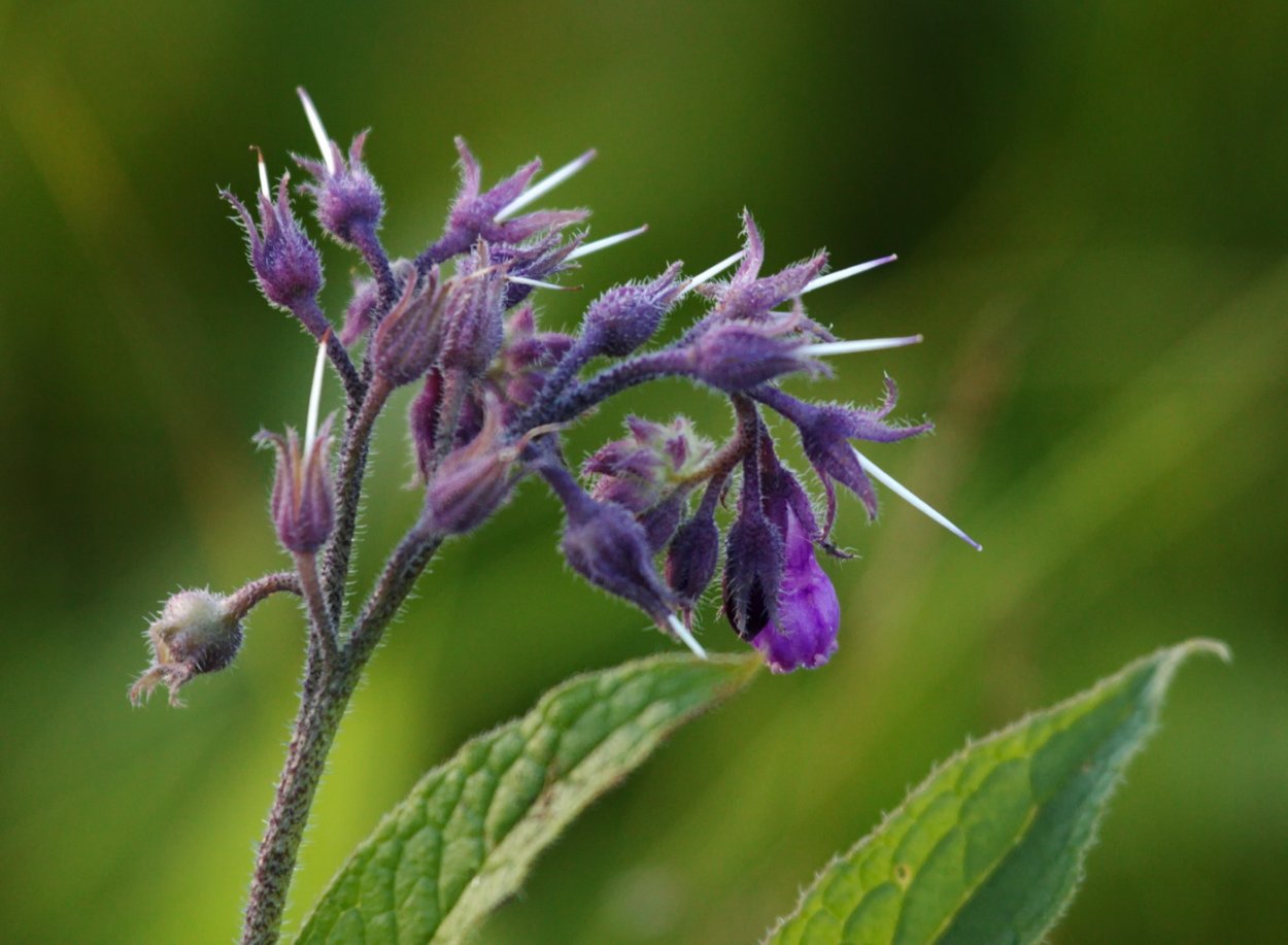 Окопник Symphytum grandiflorum. Окопник (Symphytum). Окопник живокость растение. Окопник болотный.